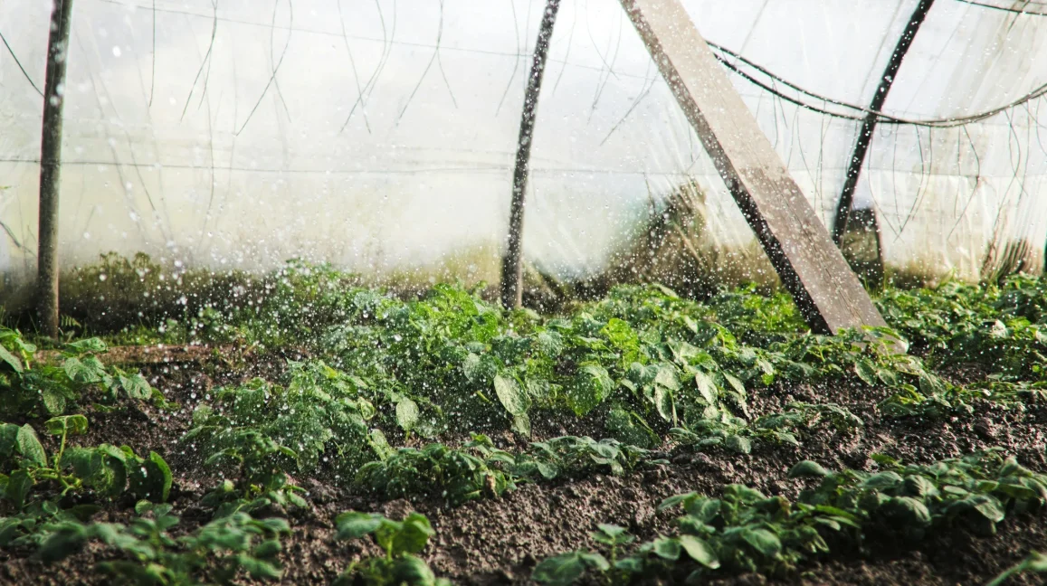 Invernadero tipo tunel